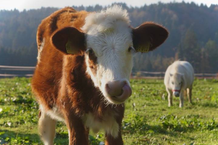 Bauernhaus für 2 Personen, mit Garten, kinderfreundlich in Siegsdorf - 4