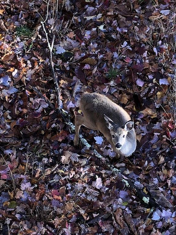 Birchwood Chalet!! Amazing views, across from resort, ski, bike, hiking nearby in Beech Mountain, Watauga County