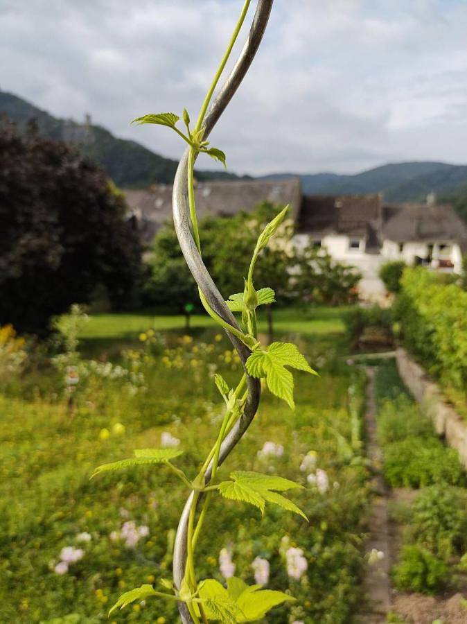 Basic Triple Room with Shared Bathroom in Traben-Trarbach, Région de Bernkastel-Kues