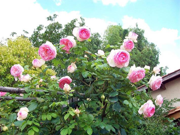 Location de vacances pour 2 personnes, avec jardin, animaux acceptés dans Périgord Vert - 2