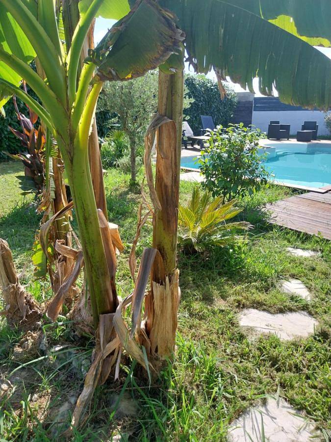 Gîte pour 2 personnes, avec jardin ainsi que piscine et vue, animaux acceptés à Seyresse - 3
