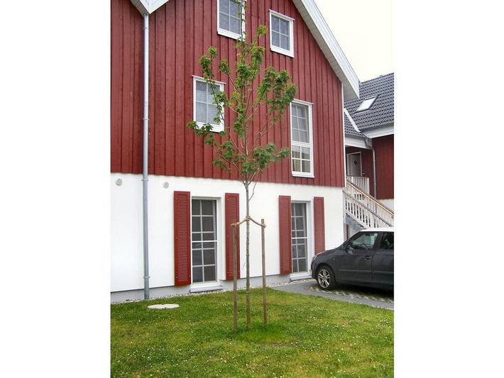 Ferienhaus für 4 Personen, mit Terrasse in Greetsiel