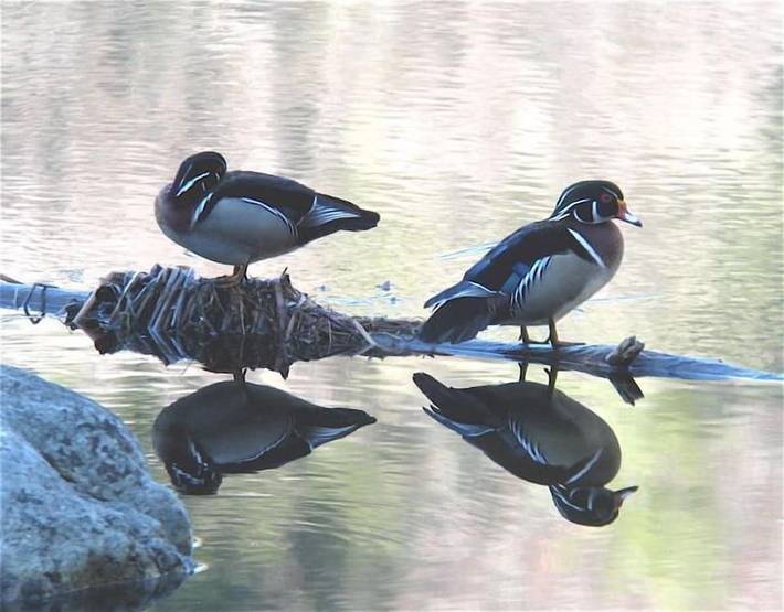 Vacation house for 8 people, with yard in Adirondack Mountains