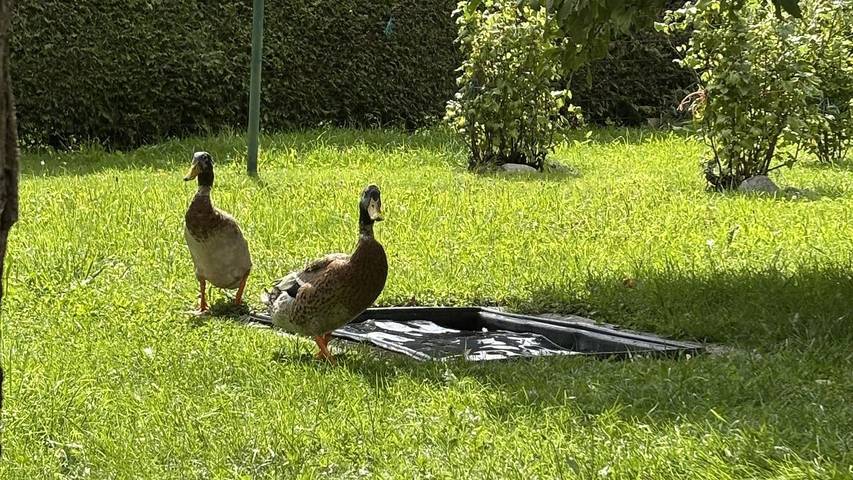Ferienwohnung für 3 Personen, mit Garten in Umhausen - 4