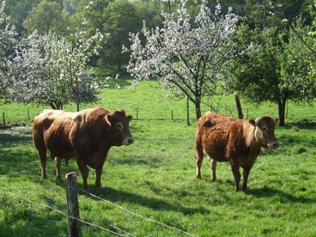 Gîte pour 5 personnes, avec jardin dans le Calvados - 4