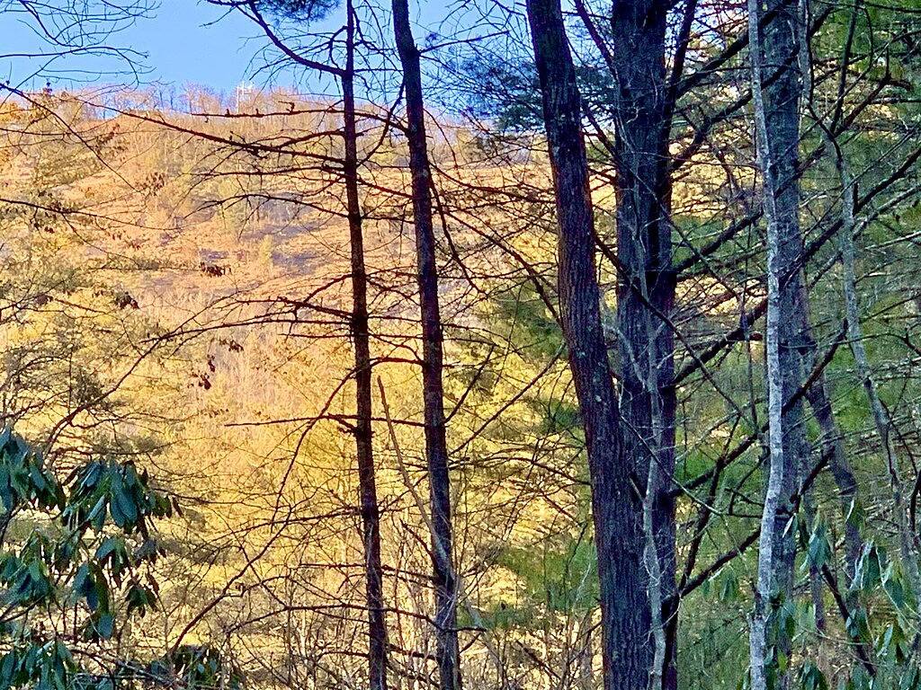 Creek side cottage with fire pit. Walk to Cashiers. Dog friendly. in Jackson County