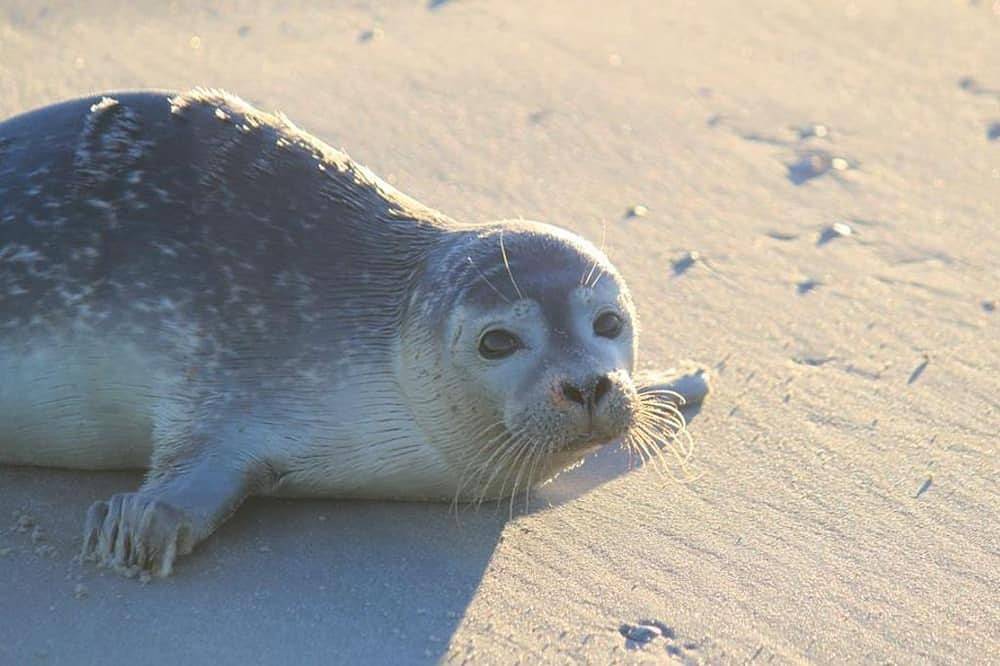 Ganze Wohnung, Ferienhaus Stecher-Schulz - Haus 1 in St. Peter-Bad, St. Peter-Ording