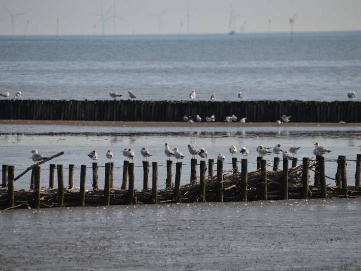 Ferienhaus für 7 Personen, mit Terrasse und Garten, kinderfreundlich in Hooksiel - 4