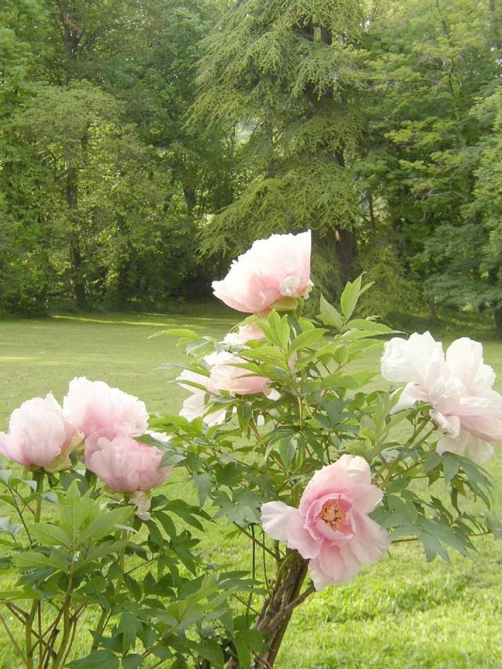 Maison d’hôte pour 2 personnes, avec vue et jardin dans la Meuse - 4