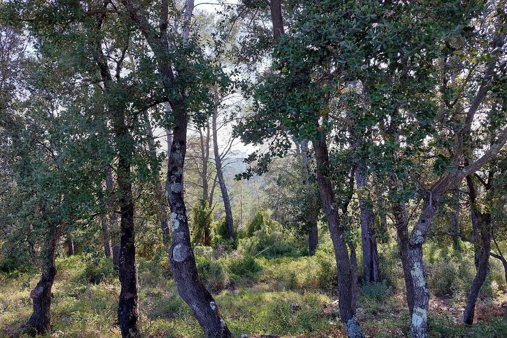 Bain de Nature - Châlet Provençal au Milieu de la Forêt in Vidauban, Region de Draguignan