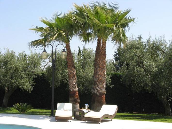 Chambre d’hôte pour 2 personnes, avec jardin et piscine à Maglie - 4