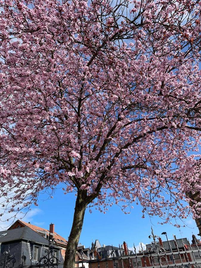 Maison d’hôte pour 2 personnes, avec jardin ainsi que sauna et vue dans Dorrenbach