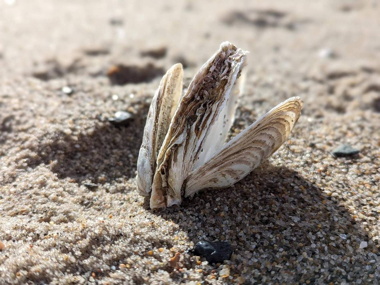 5 Personen Ferienhaus in Vinderup in Handbjerg, Limfjord in Westjütland