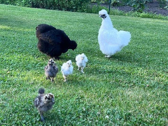 Gîte pour 4 personnes, avec piscine ainsi que sauna et jardin à Weißwasser (Oberlausitz) - 4