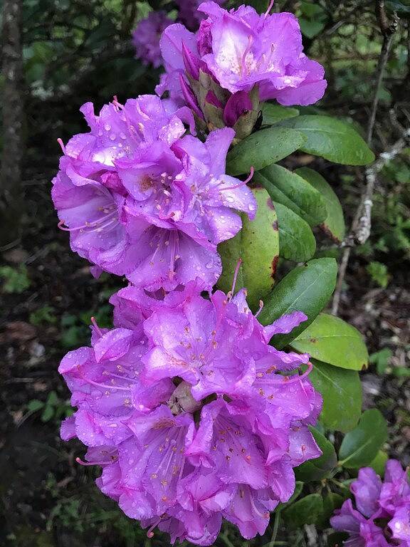 Bed and breakfast for 2 people, with yard in Tennessee