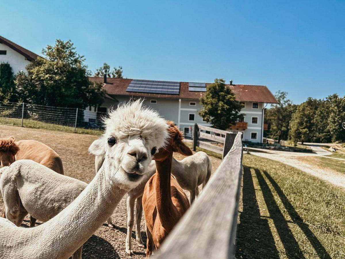 Ganze Wohnung, Ferienhof Petermühle Urlaub mit Alpakas in Amerang, Landkreis Rosenheim