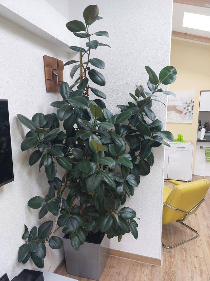 Ferienwohnung für 4 Personen, mit Terrasse und Garten in Bernau bei Berlin - 2