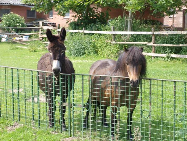 Ferienhaus für 3 Personen, mit Garten in Osnabrücker Land - 4