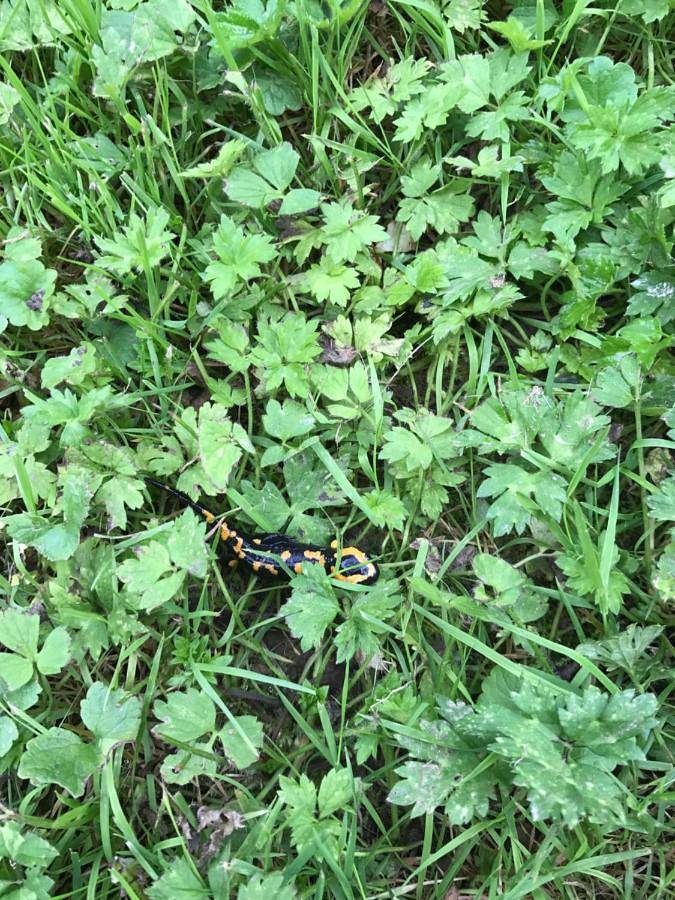 Ferienwohnung für 4 Personen, mit Garten und Ausblick sowie Sauna, mit Haustier in Andernach - 4