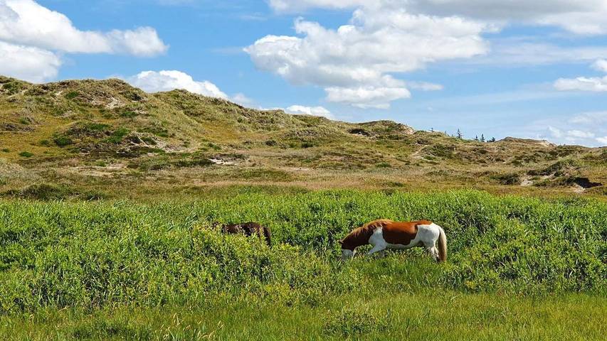 Ferienhaus für 11 Personen, mit Sauna und Pool sowie Terrasse, mit Haustier in Henne Strand - 3