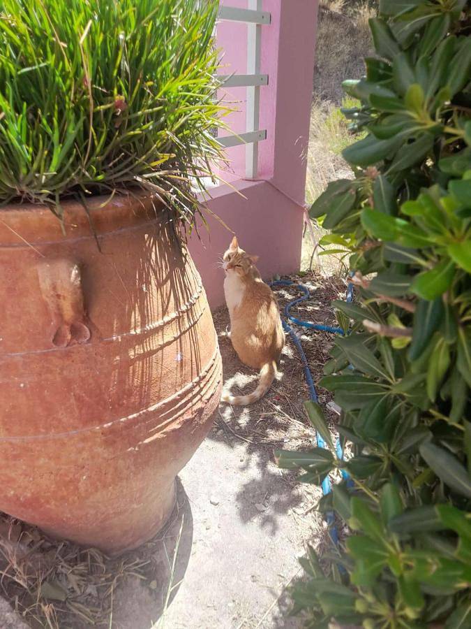 Ferienwohnung für 4 Personen, mit Ausblick und Garten sowie Terrasse in Plakias - 2