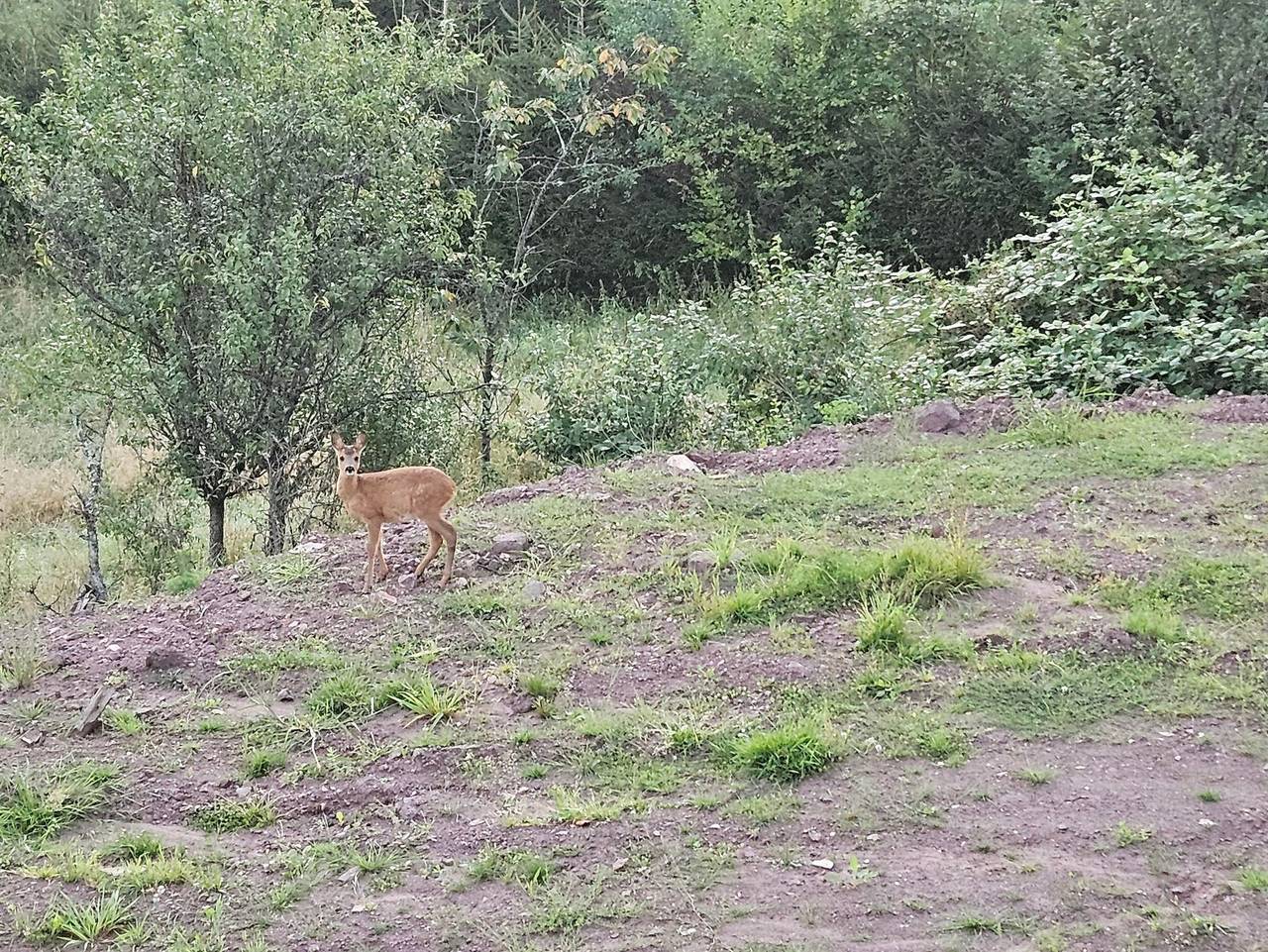 Ganze Ferienwohnung, Ferienwohnung Waldblick - Appartement/Fewo, Dusche oder Bad, 2 Schlafräume in Steinberg-Deckenhardt, Oberthal