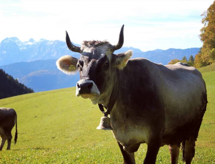 Ferienhaus für 5 Personen, mit Balkon und Balkon/Terrasse, kinderfreundlich im Berchtesgadener Land - 2