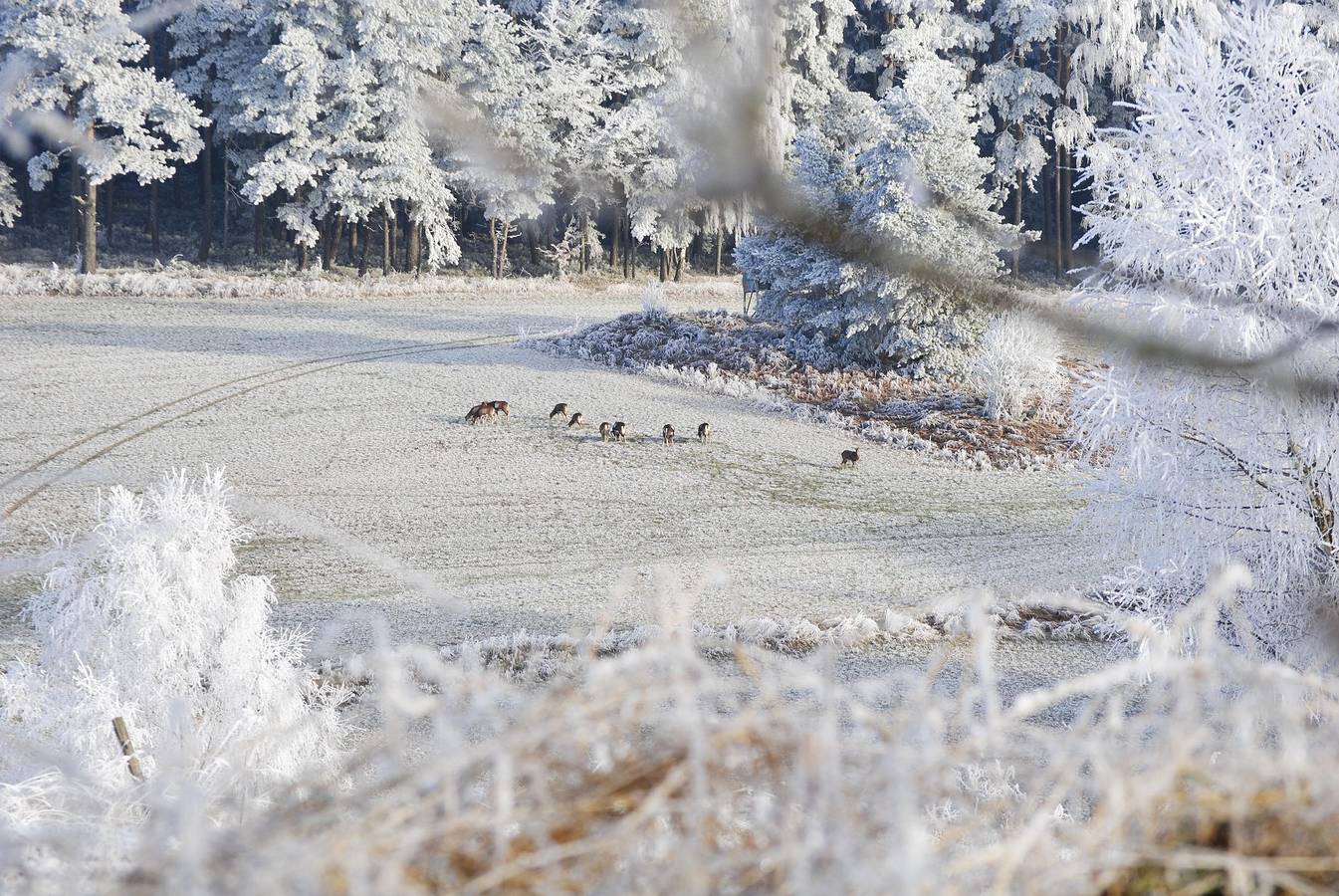 Ferienwohnungen Familie Petrik - Ferienwohnung 1 - 61qm mit Südbalkon in Friedenfels, Ostbayern