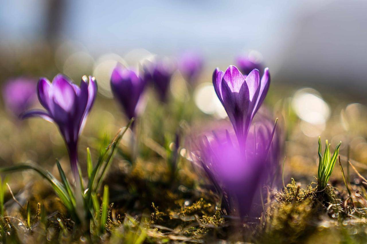 Baita dei Colori in Tarvis, Karnischer Hauptkamm