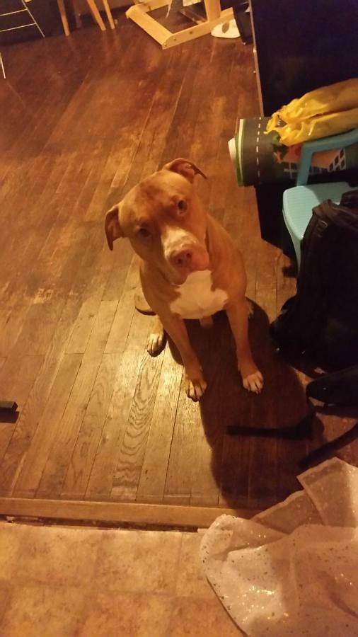 Appartamento per 7 persone, con idromassaggio e terrazza, con animali domestici a Lione