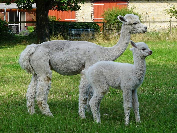 Bauernhof für 3 Personen, mit Garten, kinderfreundlich in Nordrhein-Westfalen - 2