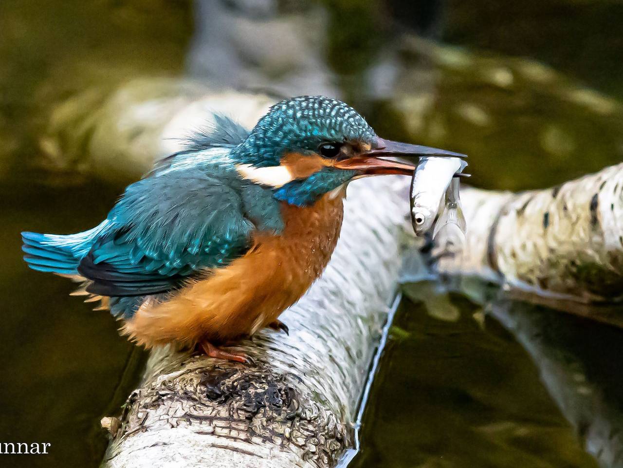 Ferienhaus Nossentiner Heide - Ferienhaus Ellie in Hohen Wangelin, Mecklenburgische Seenplatte