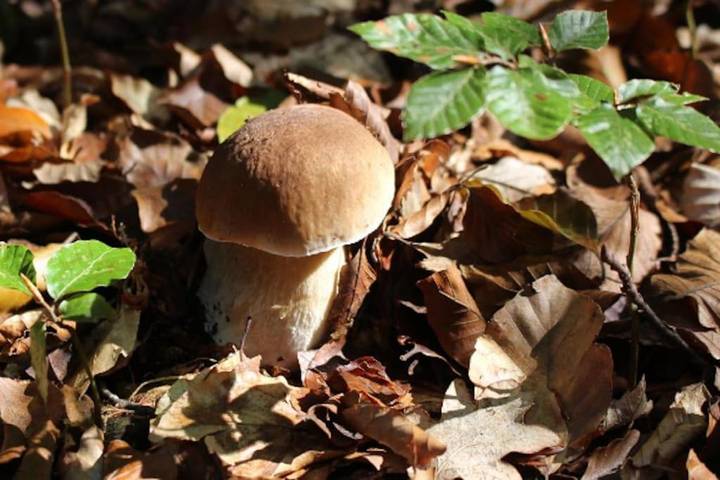Location de vacances pour 6 personnes, avec vue ainsi que terrasse et vue sur le lac à Bort-les-Orgues - 4