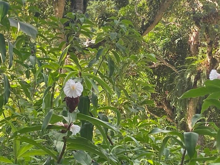Lodge pour 3 personnes, avec vue et terrasse, animaux acceptés En Nouvelle-Calédonie - 3