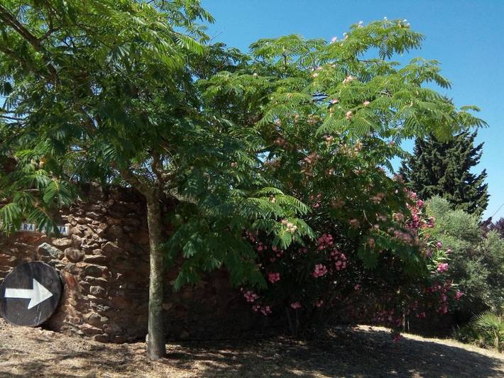 Casa rural para 4 personas, con Terraza además de Jardín y Piscina en Berrocal - 3