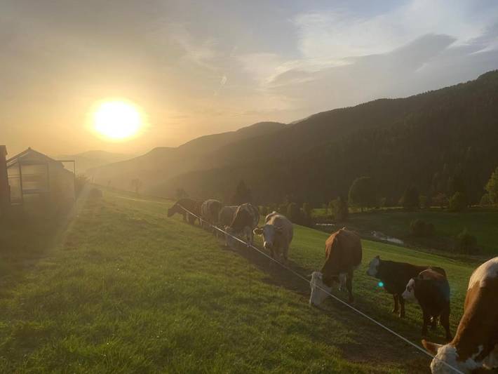 Ferienpark für 4 Personen, mit Ausblick und Garten, mit Haustier in Österreich - 4