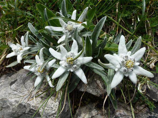 Ferienwohnung für 4 Personen, mit Garten und Balkon, kinderfreundlich in Immenstadt - 2