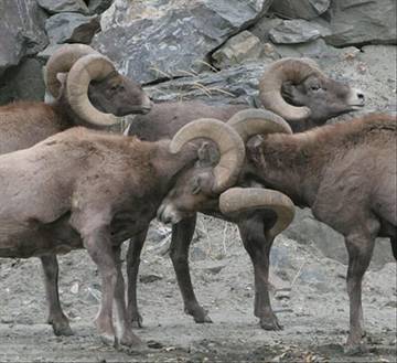 Vacation House for 6 Guests in Winter Park, Arapaho National Forest, Picture 2