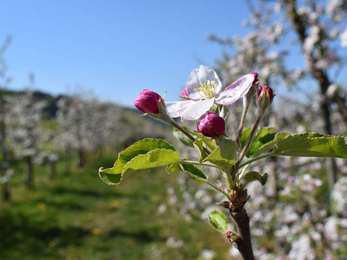 Bauernhof für 2 Personen, mit Garten, mit Haustier am Bodensee - 3