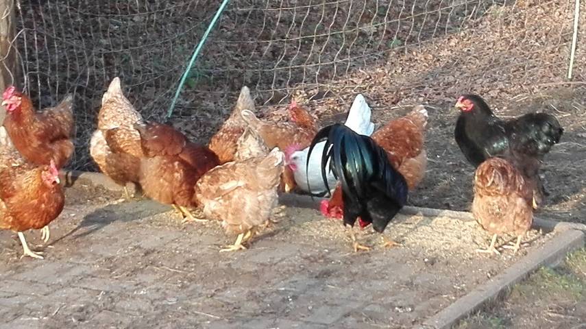 Ferienwohnung für 3 Personen, mit Garten in Rheine - 4