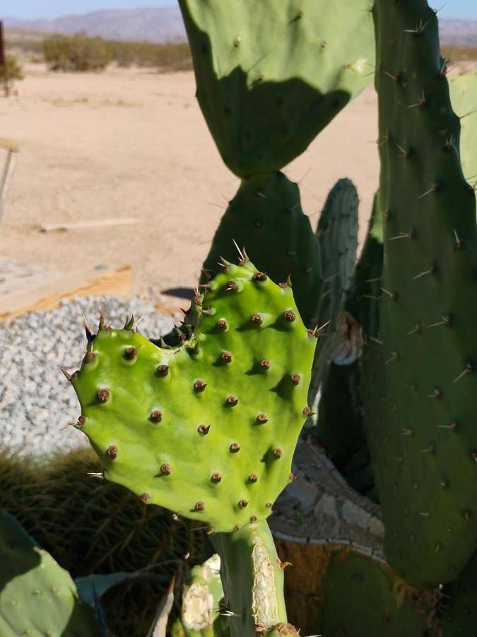 Camping voor 3 personen, met uitzicht, met huisdier in Californie