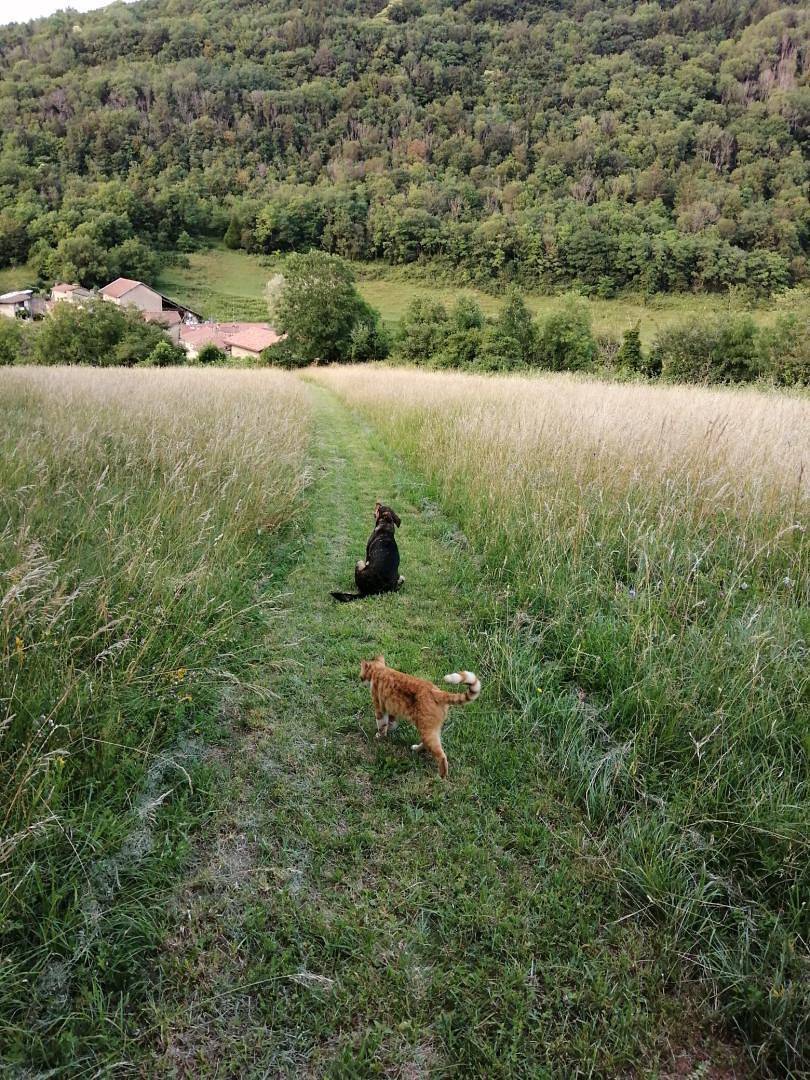 Des Allymes in Ambérieu-en-Bugey, Belley