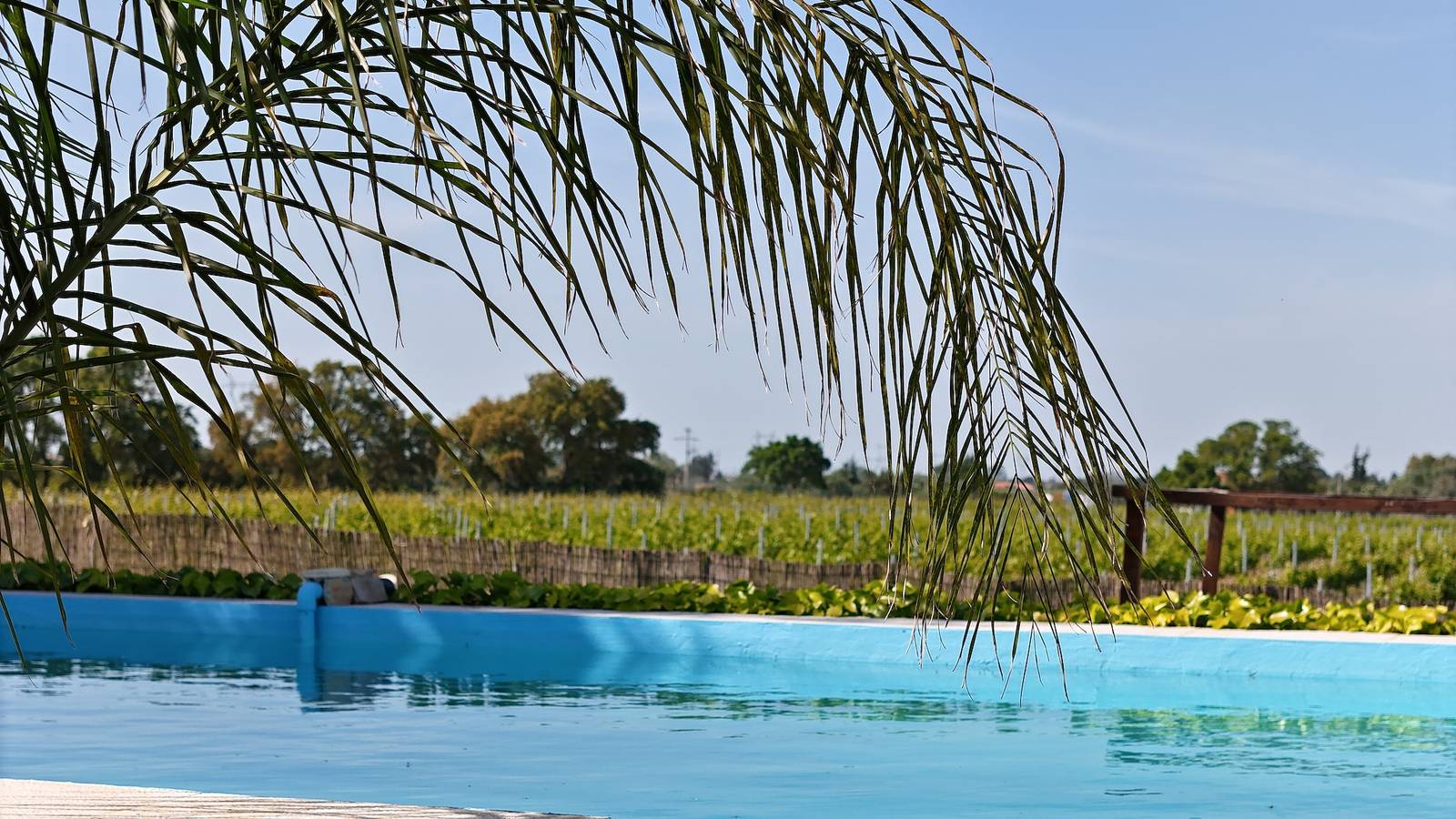 Casa Castelão – Refugio entre viñedos con lounge, campo de fútbol y piscina compartida in Halbinsel von Setúbal