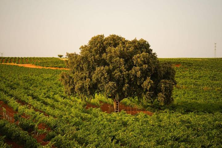 Casa rural para 8 personas, con piscina además de vistas y jardín, Se admiten mascotas en Provincia de Cuenca - 3