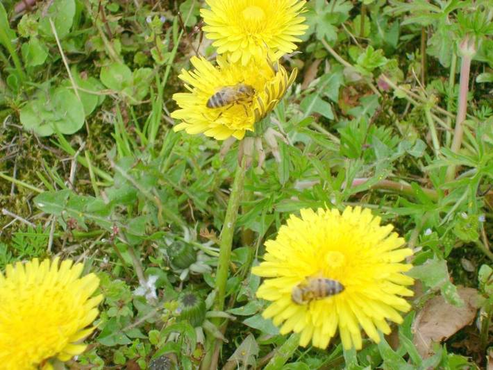 Casa vacanza per 5 persone, con panorama e giardino in Fontanellato