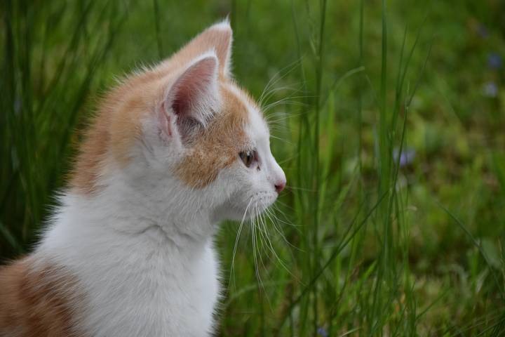 Ferienwohnung für 3 Personen, mit Garten, kinderfreundlich in Berchtesgaden - 4