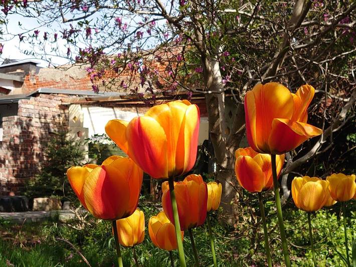 Ferienwohnung für 8 Personen, mit Terrasse und Garten in Bautzen - 2