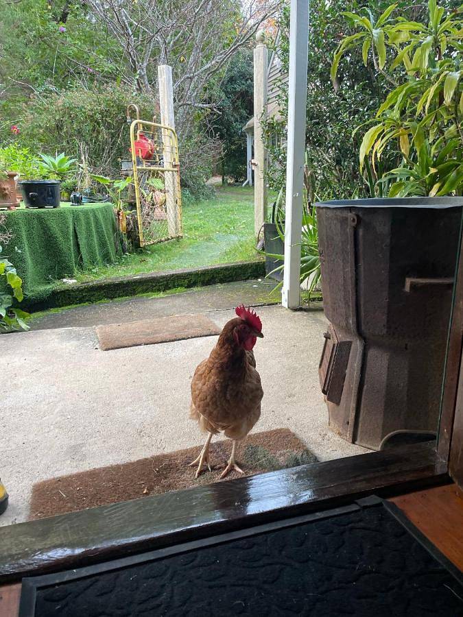 Maison d’hôte pour 2 personnes, avec jardin ainsi que vue et vue sur le lac à Brisbane - 3