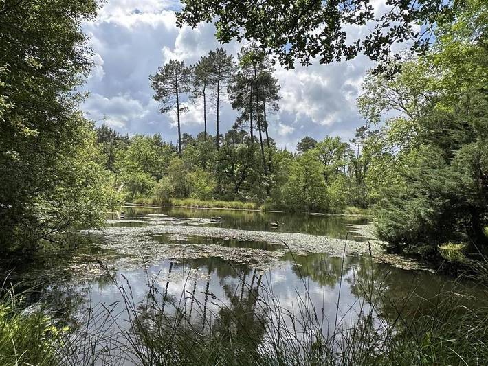 Gîte pour 10 personnes, avec piscine ainsi que jardin et terrasse à Pissos - 2