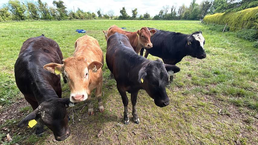 Blockhütte für 4 Personen, mit Terrasse und Garten, kinderfreundlich in Irland - 3
